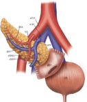Pancreas Transplant in Pune | Pancreas Specialist Doctor in Pune – Dr. Ninad Deshmukh
