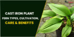 Project Iron Plant – Fern Types, Cultivation, Care and Benefits