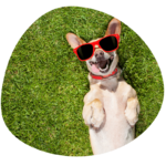 Pet Care & Boarding Available | mywagntails