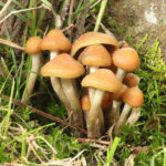 Aztec Gods Magic Mushroom