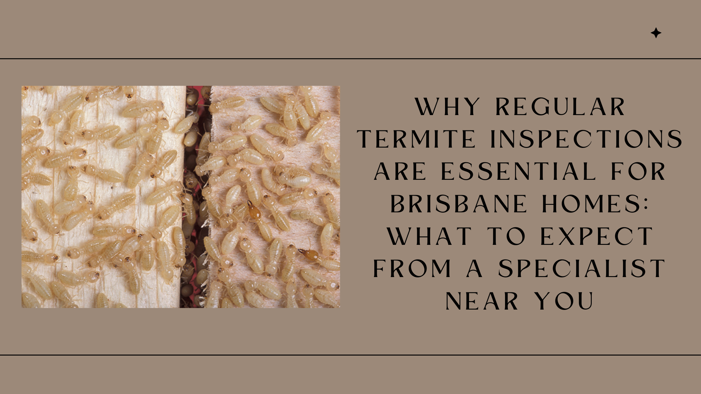 Why Regular Termite Inspections are Essential for Brisbane Homes: What to Expect from a Specialist Near You