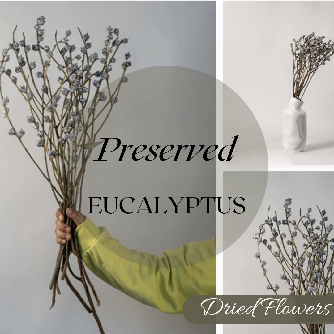 Dried Flower Eucalyptus