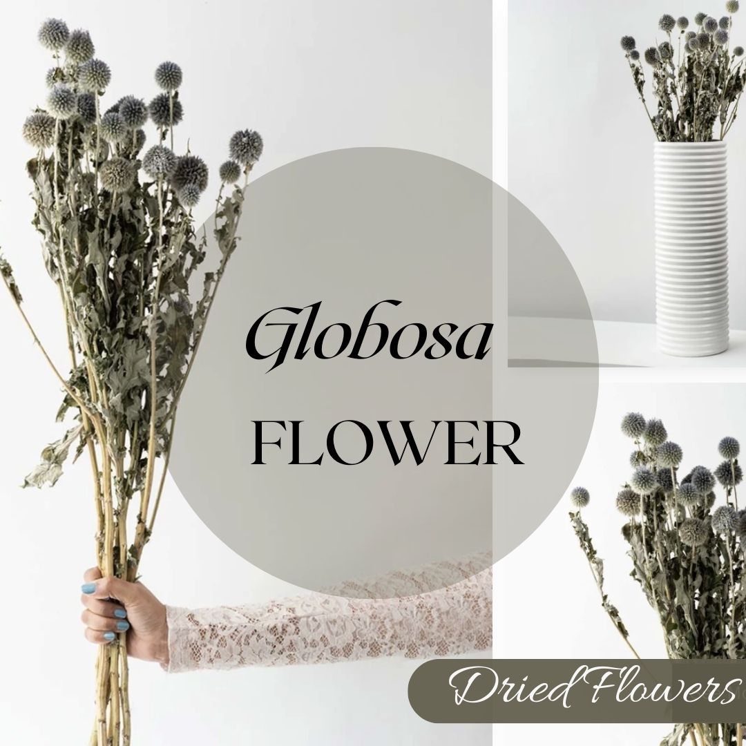 Globosa Dried Flower
