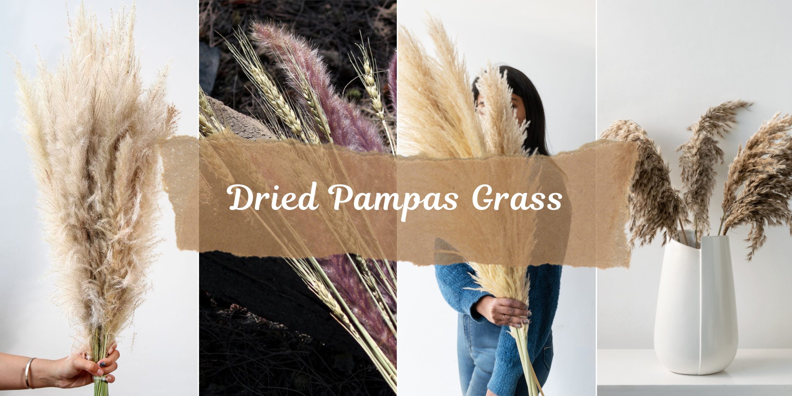 Dried Pampas Grass