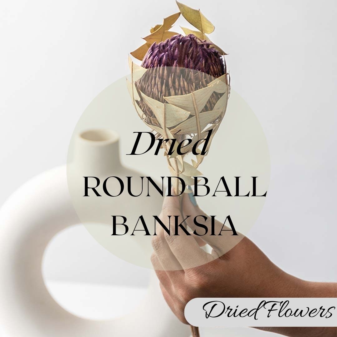 Round Ball Banksia Flower
