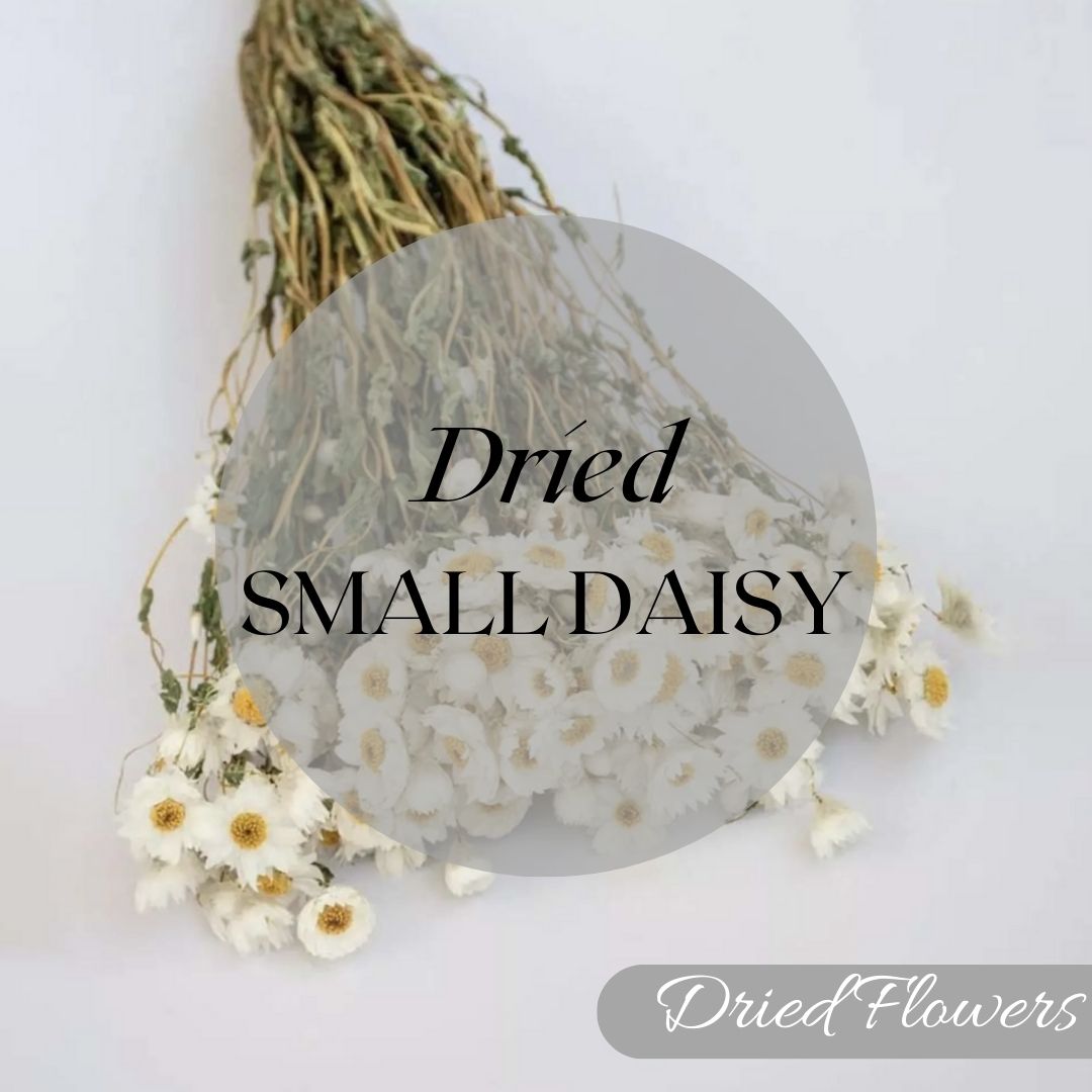 Dried Small Daisy