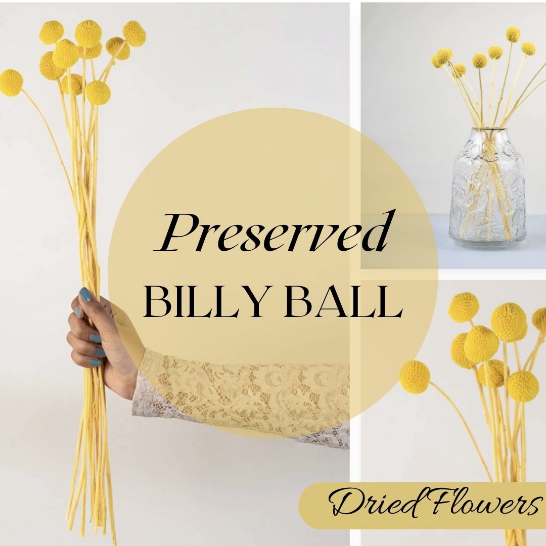 Preserved Billy Ball (Craspedia)