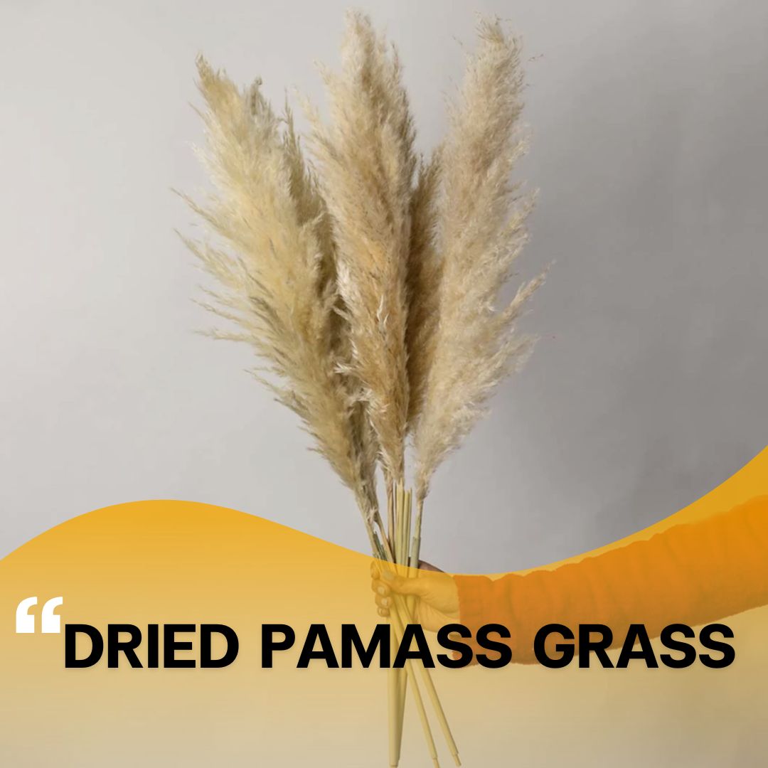 Real Dried Pampas Grass