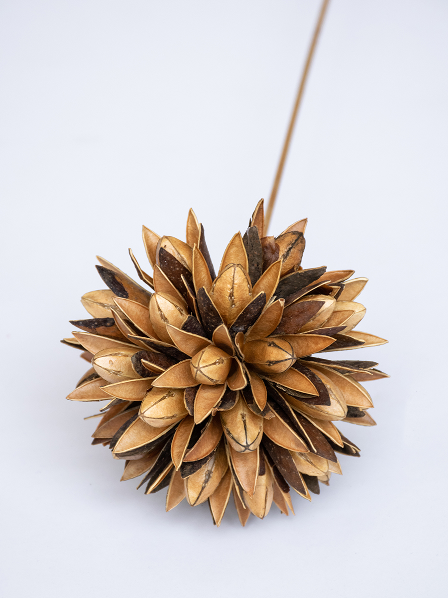 dried flowers