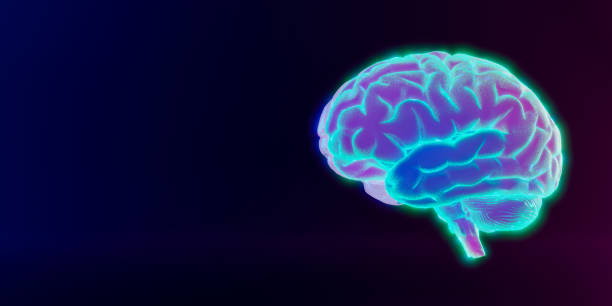 neocortex brain