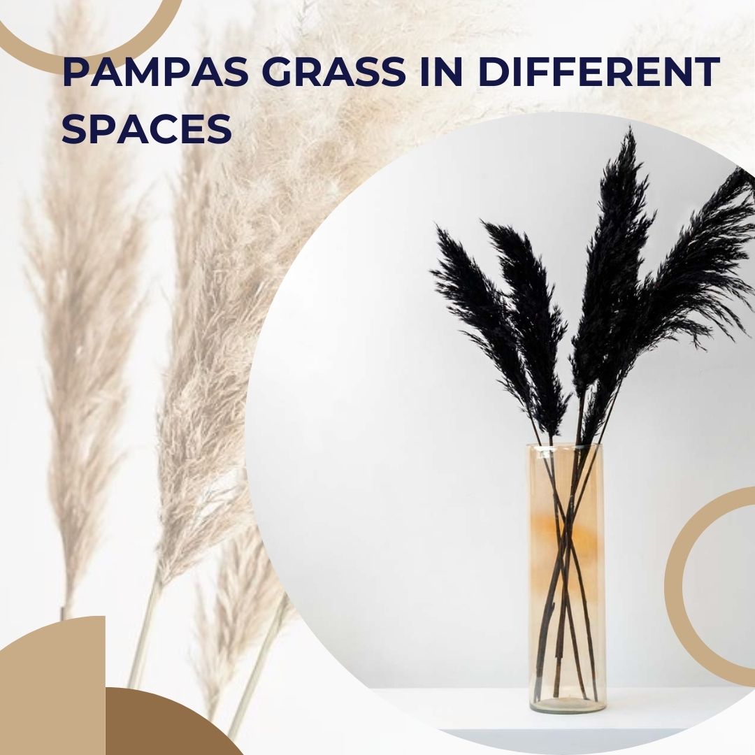 pampas grass colors