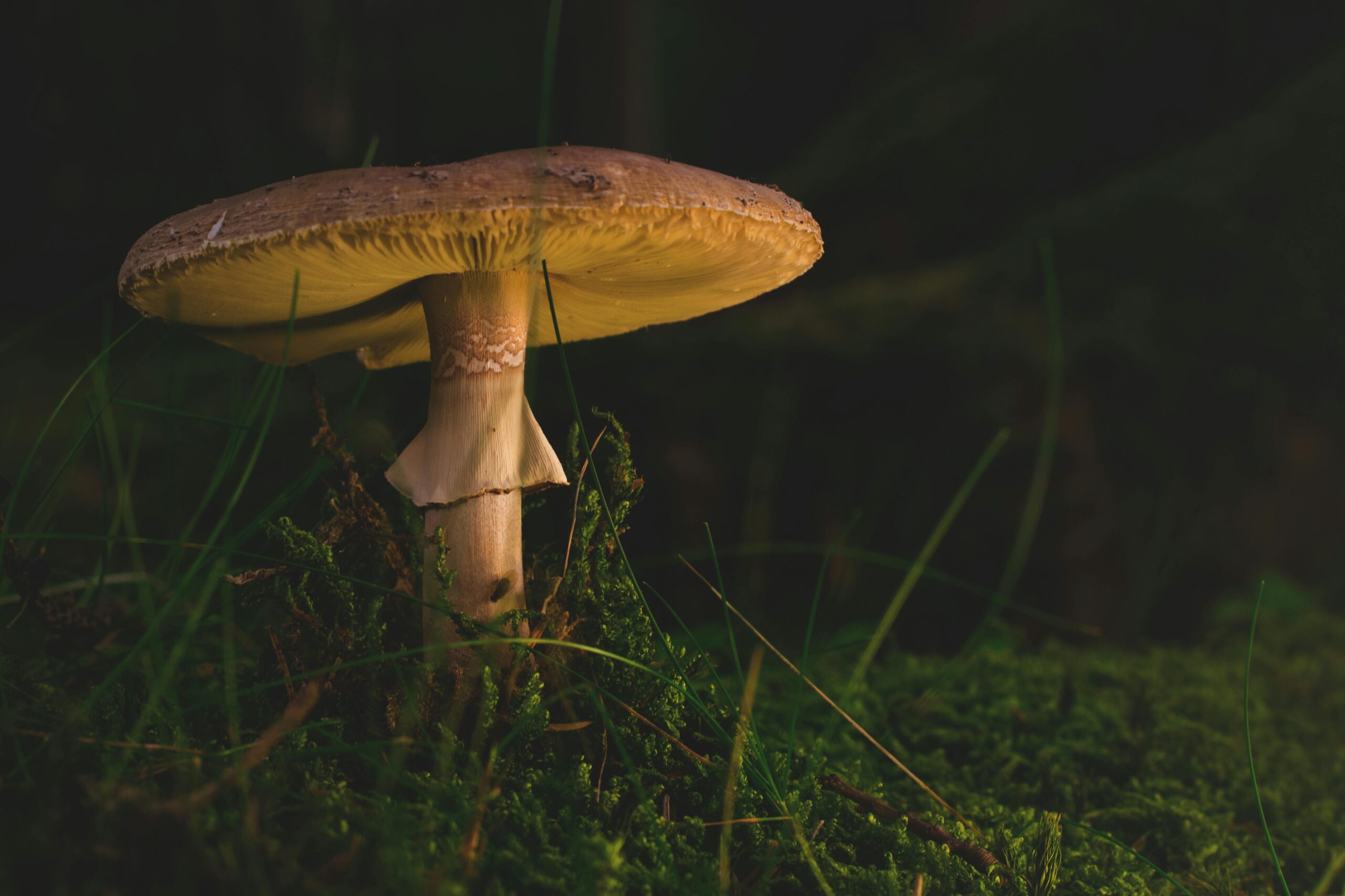 Is Mushroom Good for Skin?